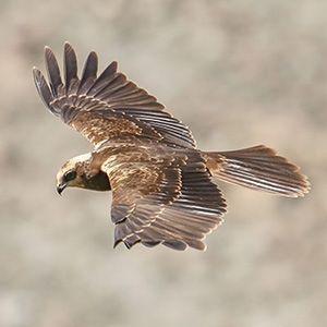 Eurasian Marsh-Harrier